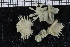  ( - ZMBN_114331)  @11 [ ] CreativeCommons - Attribution Non-Commercial Share-Alike (2017) University of Bergen Natural History Collections