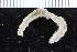  ( - ZMBN_116114)  @11 [ ] CreativeCommons - Attribution Non-Commercial Share-Alike (2017) University of Bergen Natural History Collections