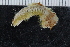  ( - ZMBN_116524)  @11 [ ] CreativeCommons - Attribution Non-Commercial Share-Alike (2017) University of Bergen Natural History Collections