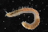  ( - ZMBN_116563)  @11 [ ] CreativeCommons - Attribution Non-Commercial Share-Alike (2017) University of Bergen Natural History Collections