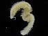  ( - ZMBN_117155)  @11 [ ] CreativeCommons - Attribution Non-Commercial Share-Alike (2017) University of Bergen Natural History Collections