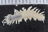 ( - ZMBN_117349)  @11 [ ] CreativeCommons - Attribution Non-Commercial Share-Alike (2017) University of Bergen Natural History Collections