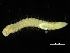  ( - ZMBN_117691)  @11 [ ] CreativeCommons - Attribution Non-Commercial Share-Alike (2017) University of Bergen Natural History Collections
