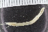  ( - ZMBN_117815)  @11 [ ] CreativeCommons - Attribution Non-Commercial Share-Alike (2017) University of Bergen Natural History Collections
