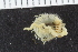  ( - ZMBN_117833)  @11 [ ] CreativeCommons - Attribution Non-Commercial Share-Alike (2017) University of Bergen Natural History Collections