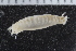  (Sthenelais sp - ZMBN_117836)  @11 [ ] CreativeCommons - Attribution Non-Commercial Share-Alike (2017) University of Bergen Natural History Collections