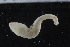  ( - ZMBN_117840)  @11 [ ] CreativeCommons - Attribution Non-Commercial Share-Alike (2017) University of Bergen Natural History Collections