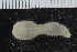  (Polyphysia sp. JAK-A - ZMBN_117841)  @11 [ ] CreativeCommons - Attribution Non-Commercial Share-Alike (2017) University of Bergen Natural History Collections