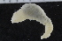  ( - ZMBN_117842)  @11 [ ] CreativeCommons - Attribution Non-Commercial Share-Alike (2017) University of Bergen Natural History Collections
