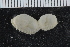  ( - ZMBN_117847)  @11 [ ] CreativeCommons - Attribution Non-Commercial Share-Alike (2017) University of Bergen Natural History Collections