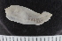  ( - ZMBN_117849)  @11 [ ] CreativeCommons - Attribution Non-Commercial Share-Alike (2017) University of Bergen Natural History Collections