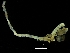 ( - ZMBN_117854)  @11 [ ] CreativeCommons - Attribution Non-Commercial Share-Alike (2017) University of Bergen Natural History Collections
