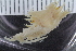  ( - ZMBN_117877)  @11 [ ] CreativeCommons - Attribution Non-Commercial Share-Alike (2017) University of Bergen Natural History Collections