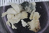  ( - ZMBN_117879)  @11 [ ] CreativeCommons - Attribution Non-Commercial Share-Alike (2017) University of Bergen Natural History Collections