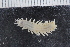 ( - ZMBN_120364)  @11 [ ] CreativeCommons - Attribution Non-Commercial Share-Alike (2017) University of Bergen Natural History Collections