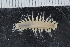  ( - ZMBN_120365)  @11 [ ] CreativeCommons - Attribution Non-Commercial Share-Alike (2017) University of Bergen Natural History Collections