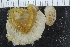  ( - ZMBN_120373)  @11 [ ] CreativeCommons - Attribution Non-Commercial Share-Alike (2017) University of Bergen Natural History Collections