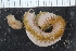  ( - ZMBN_120375)  @11 [ ] CreativeCommons - Attribution Non-Commercial Share-Alike (2017) University of Bergen Natural History Collections