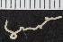  (Drilonereis sp - ZMBN_120385)  @11 [ ] CreativeCommons - Attribution Non-Commercial Share-Alike (2017) University of Bergen Natural History Collections