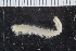  ( - ZMBN_120389)  @11 [ ] CreativeCommons - Attribution Non-Commercial Share-Alike (2017) University of Bergen Natural History Collections