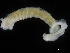  ( - ZMBN_120403)  @11 [ ] CreativeCommons - Attribution Non-Commercial Share-Alike (2017) University of Bergen Natural History Collections