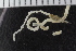  ( - ZMBN_123776)  @11 [ ] CreativeCommons - Attribution Non-Commercial Share-Alike (2018) University of Bergen Natural History Collections
