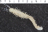  ( - ZMBN_123783)  @11 [ ] CreativeCommons - Attribution Non-Commercial Share-Alike (2018) University of Bergen Natural History Collections