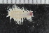  ( - ZMBN_125351)  @11 [ ] CreativeCommons - Attribution Non-Commercial Share-Alike (2018) University of Bergen Natural History Collections