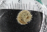  (Phylo grubei - ZMBN_125352)  @11 [ ] CreativeCommons - Attribution Non-Commercial Share-Alike (2018) University of Bergen Natural History Collections