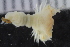  (Chaetopterus sarsi - ZMBN_125376)  @11 [ ] CreativeCommons - Attribution Non-Commercial Share-Alike (2018) University of Bergen Natural History Collections