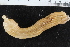  ( - ZMBN_125400)  @11 [ ] CreativeCommons - Attribution Non-Commercial Share-Alike (2018) University of Bergen Natural History Collections