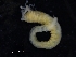  (Ampharete cf. petersenae - ZMBN_126062)  @11 [ ] CreativeCommons - Attribution Non-Commercial Share-Alike (2018) University of Bergen Natural History Collections