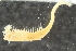 ( - ZMBN_126066)  @11 [ ] CreativeCommons - Attribution Non-Commercial Share-Alike (2018) University of Bergen Natural History Collections