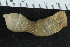  ( - ZMBN_126082)  @11 [ ] CreativeCommons - Attribution Non-Commercial Share-Alike (2018) University of Bergen Natural History Collections