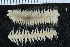  ( - ZMBN_126083)  @11 [ ] CreativeCommons - Attribution Non-Commercial Share-Alike (2018) University of Bergen Natural History Collections