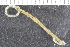  (Euclymene sp. E - ZMBN_126107)  @11 [ ] CreativeCommons - Attribution Non-Commercial Share-Alike (2018) University of Bergen Natural History Collections