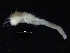  ( - ZMBN_126166)  @11 [ ] CreativeCommons - Attribution Non-Commercial Share-Alike (2018) University of Bergen Natural History Collections