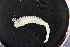  ( - ZMBN_126167)  @11 [ ] CreativeCommons - Attribution Non-Commercial Share-Alike (2018) University of Bergen Natural History Collections