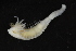  ( - ZMBN_126168)  @11 [ ] CreativeCommons - Attribution Non-Commercial Share-Alike (2018) University of Bergen Natural History Collections
