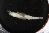  ( - ZMBN_126169)  @11 [ ] CreativeCommons - Attribution Non-Commercial Share-Alike (2018) University of Bergen Natural History Collections