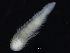  ( - ZMBN_126171)  @11 [ ] CreativeCommons - Attribution Non-Commercial Share-Alike (2018) University of Bergen Natural History Collections