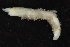  ( - ZMBN_126172)  @11 [ ] CreativeCommons - Attribution Non-Commercial Share-Alike (2018) University of Bergen Natural History Collections