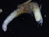  ( - ZMBN_126173)  @11 [ ] CreativeCommons - Attribution Non-Commercial Share-Alike (2018) University of Bergen Natural History Collections