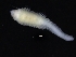  ( - ZMBN_126174)  @11 [ ] CreativeCommons - Attribution Non-Commercial Share-Alike (2018) University of Bergen Natural History Collections