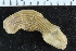  ( - ZMBN_126175)  @11 [ ] CreativeCommons - Attribution Non-Commercial Share-Alike (2018) University of Bergen Natural History Collections