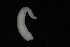  ( - ZMBN_126181)  @11 [ ] CreativeCommons - Attribution Non-Commercial Share-Alike (2018) University of Bergen Natural History Collections