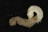  ( - ZMBN_126182)  @11 [ ] CreativeCommons - Attribution Non-Commercial Share-Alike (2018) University of Bergen Natural History Collections