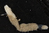  ( - ZMBN_126183)  @11 [ ] CreativeCommons - Attribution Non-Commercial Share-Alike (2018) University of Bergen Natural History Collections