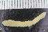  ( - ZMBN_126583)  @11 [ ] CreativeCommons - Attribution Non-Commercial Share-Alike (2019) University of Bergen Natural History Collections