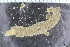  ( - ZMBN_126593)  @11 [ ] CreativeCommons - Attribution Non-Commercial Share-Alike (2019) University of Bergen Natural History Collections